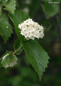 Image of Viburnum rafinesquianum Schult.