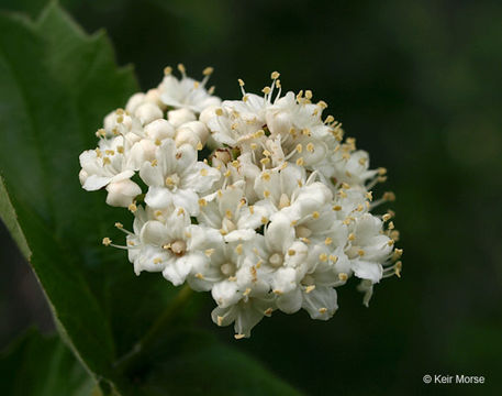 Image of Viburnum rafinesquianum Schult.