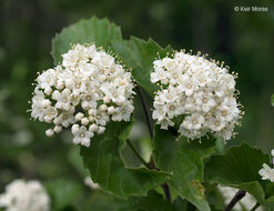 Image of Viburnum rafinesquianum Schult.