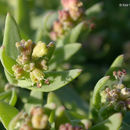 Image of Saline Saltbush