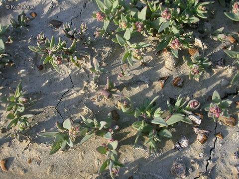 Image of Saline Saltbush