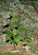 Image of <i>Chenopodium simplex</i>