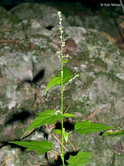 Image of <i>Chenopodium simplex</i>