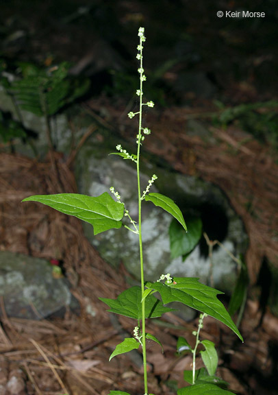 Image of <i>Chenopodium simplex</i>