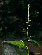 Image of <i>Chenopodium simplex</i>