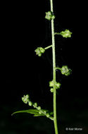 Image of <i>Chenopodium simplex</i>