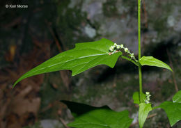 Image of <i>Chenopodium simplex</i>