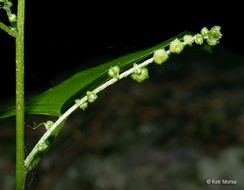 Image of <i>Chenopodium simplex</i>