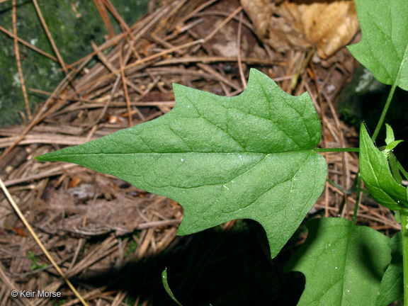 Image of <i>Chenopodium simplex</i>