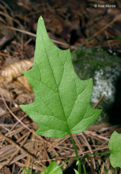 Image of <i>Chenopodium simplex</i>