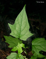 Image of <i>Chenopodium simplex</i>