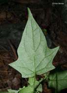 Image of <i>Chenopodium simplex</i>