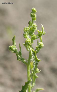 Image of Winged-Pigweed