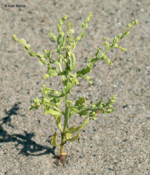 Image of Winged-Pigweed