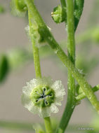 Image of Winged-Pigweed