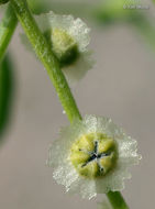 Image of Winged-Pigweed