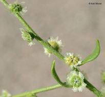 Image of Winged-Pigweed