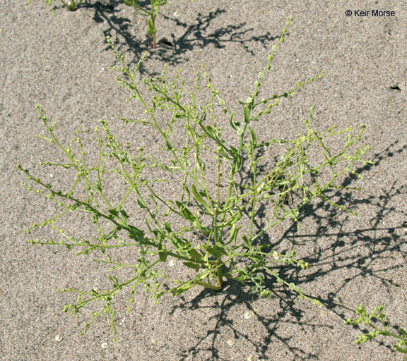 Image of Winged-Pigweed