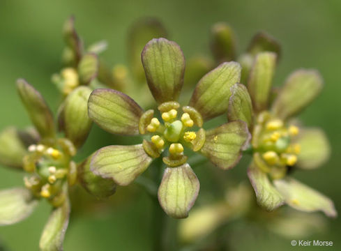 Image of blue cohosh