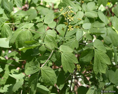 Image de Caulophyllum thalictroides (L.) Michx.