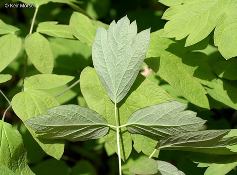 Image of blue cohosh