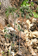 Image of blue cohosh