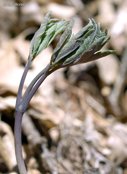 Image of blue cohosh