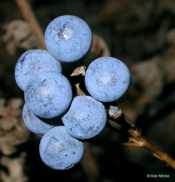 Image de Caulophyllum thalictroides (L.) Michx.