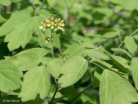 Image de Caulophyllum thalictroides (L.) Michx.