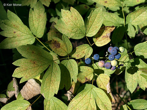 Image of blue cohosh