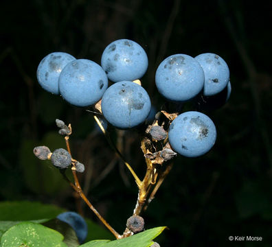 Image of blue cohosh