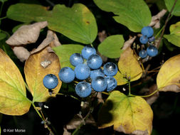 Image de Caulophyllum thalictroides (L.) Michx.