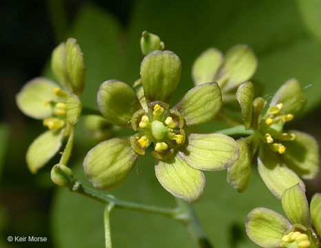 Image of blue cohosh