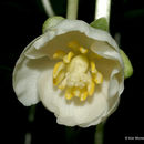 Image of mayapple