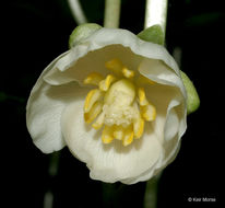 Image of mayapple