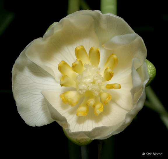 Image of mayapple