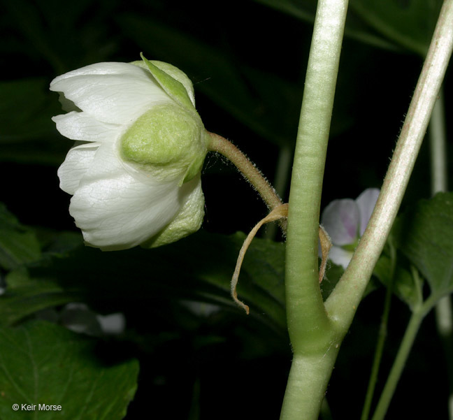 Image of mayapple