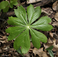 Image of mayapple