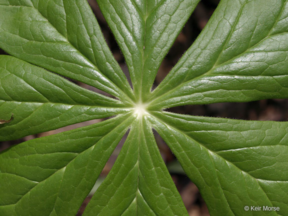 Image of mayapple