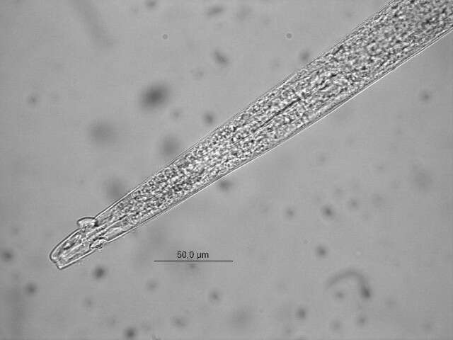 Image of Monhystrella Cobb 1918