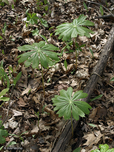 Image of mayapple