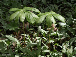 Image of mayapple