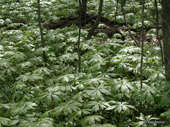 Image of mayapple