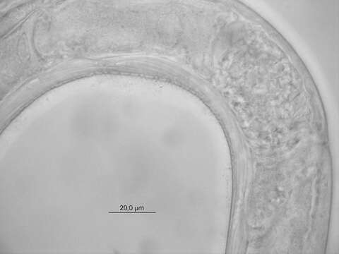 Слика од Trichotheristus