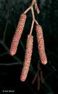 Image of speckled alder