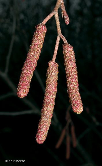 Alnus incana subsp. rugosa (Du Roi) R. T. Clausen的圖片