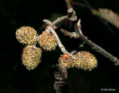 Alnus incana subsp. rugosa (Du Roi) R. T. Clausen的圖片