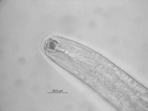 Слика од Trichotheristus