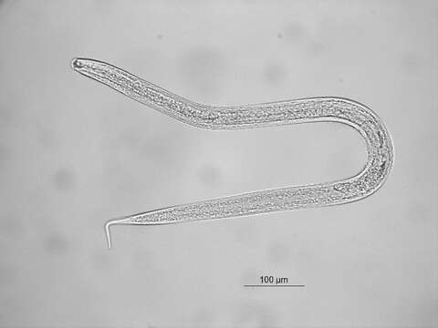 Слика од Trichotheristus