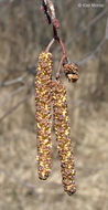 Image of Alnus incana subsp. rugosa (Du Roi) R. T. Clausen